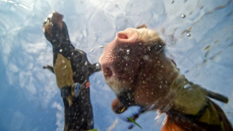 Prikkelarme vertoning